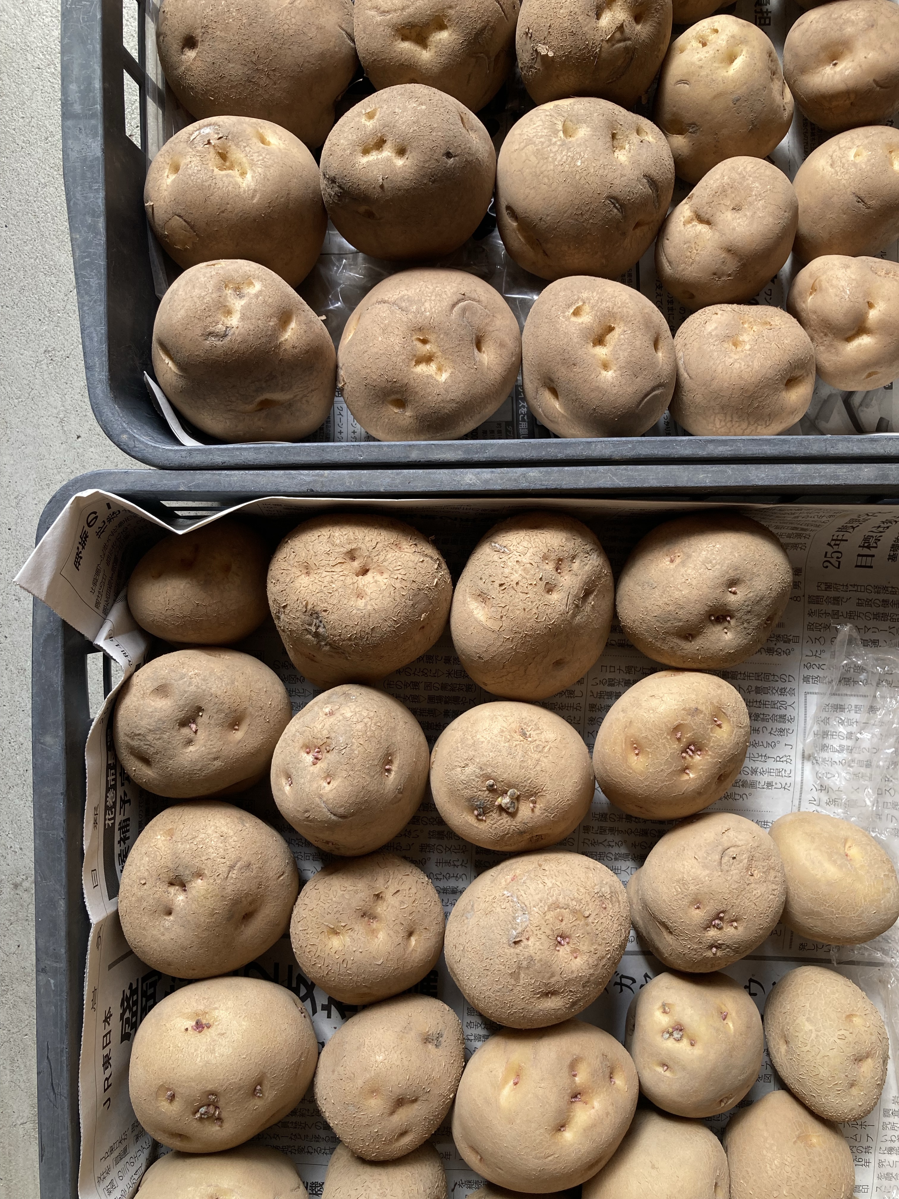 じゃがいもの芽出し